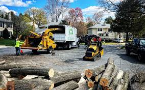 Best Palm Tree Trimming  in Belmont, PA