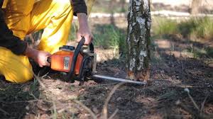 Best Hazardous Tree Removal  in Belmont, PA