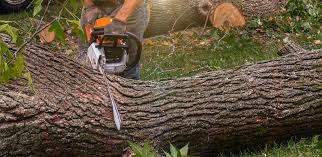 Best Lawn Pest Prevention  in Belmont, PA