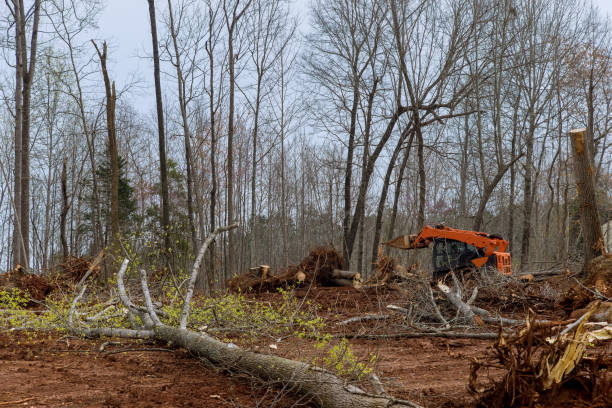 How Our Tree Care Process Works  in  Belmont, PA