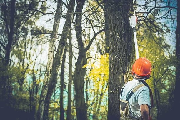 Best Tree Maintenance Programs  in Belmont, PA