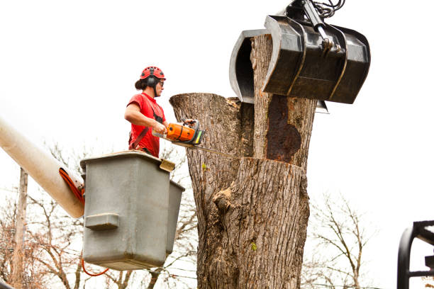 Trusted Belmont, PA Tree Care Experts