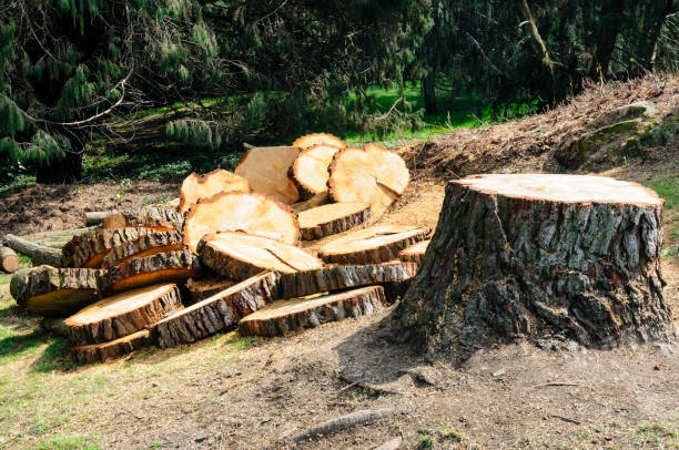 Tree and Shrub Care in Belmont, PA